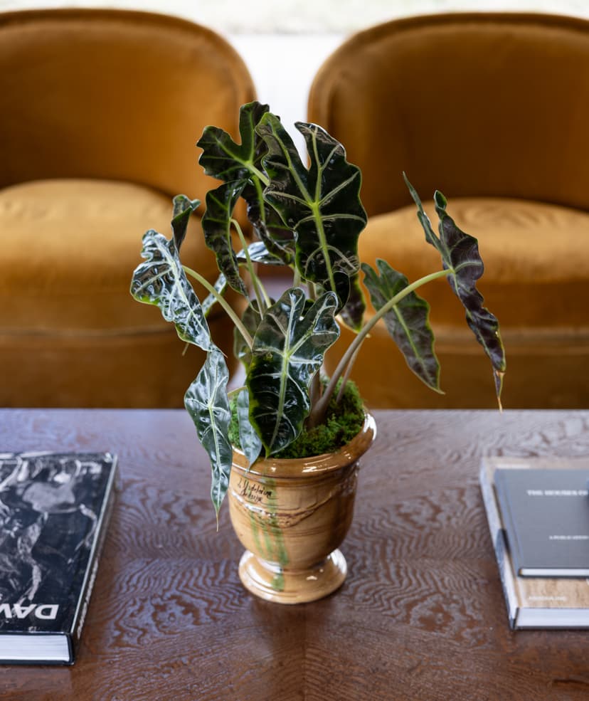 Potted plant and coffee table books between velvet chairs at Fairfax Title, Preston Center